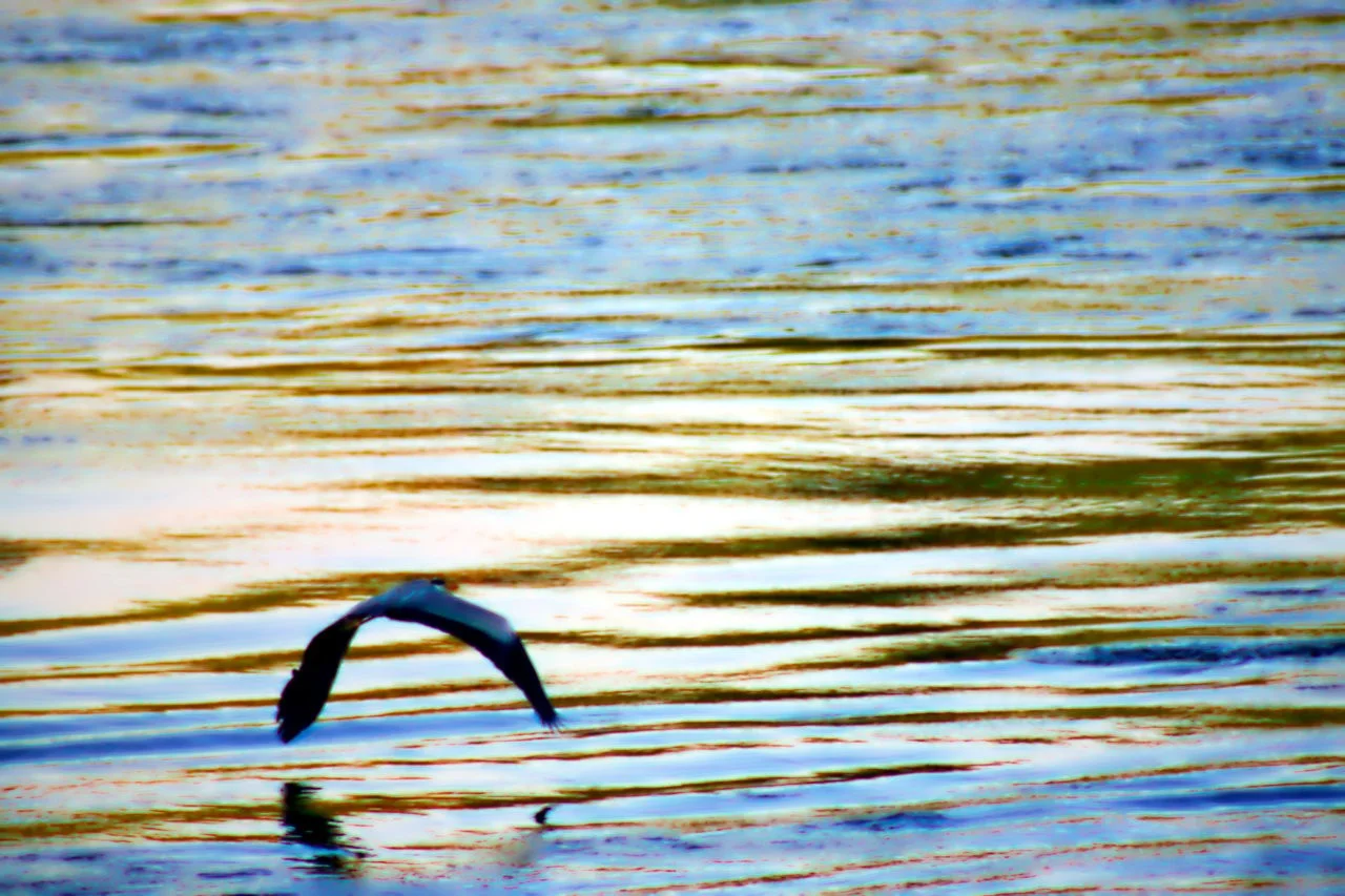 RAW_04_05052018 155.webp