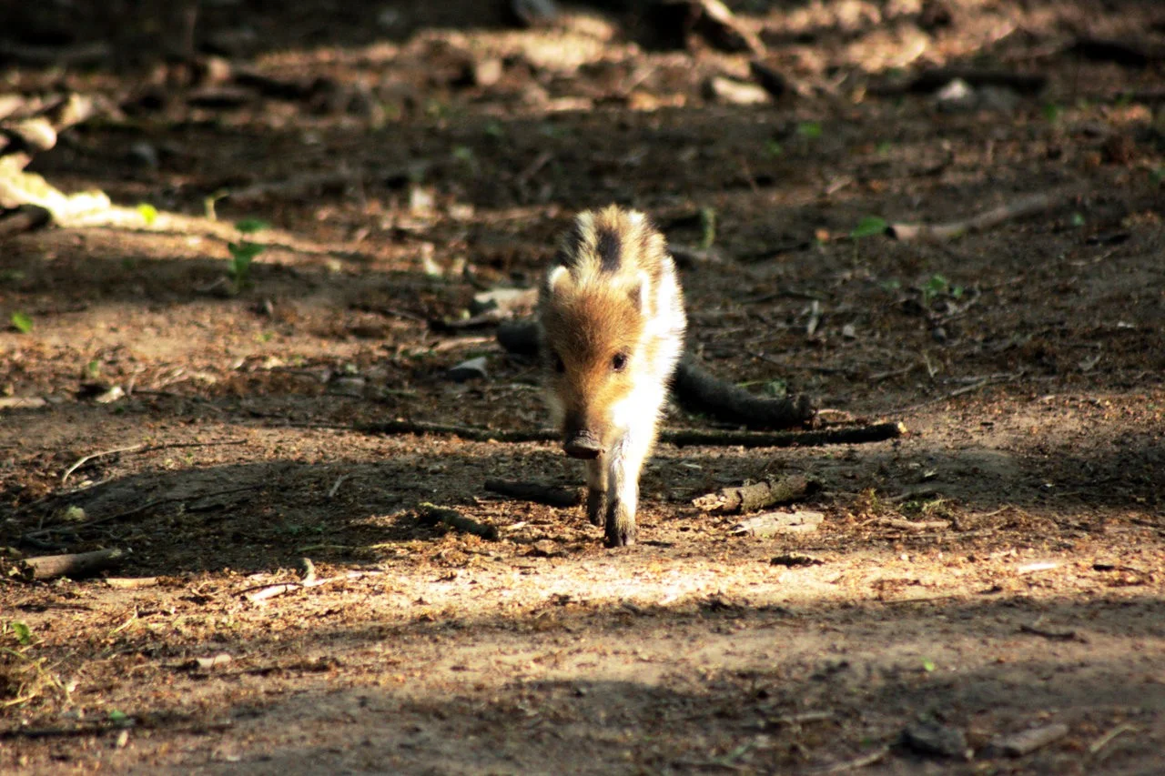 RAW_04_05052018 181.webp