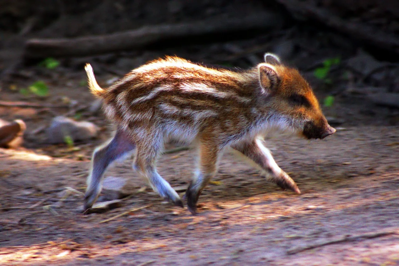 RAW_04_05052018 197.webp