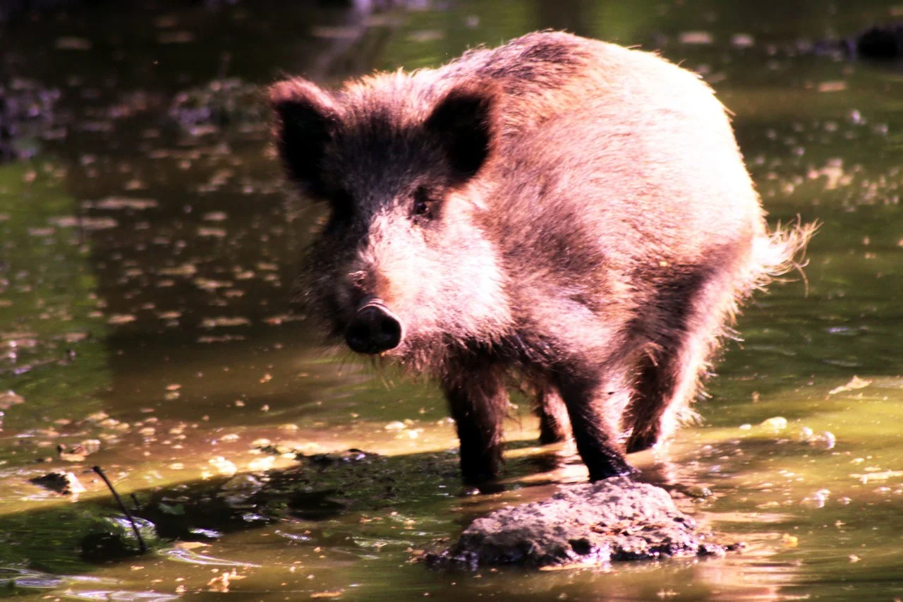 RAW_04_05052018 203.webp