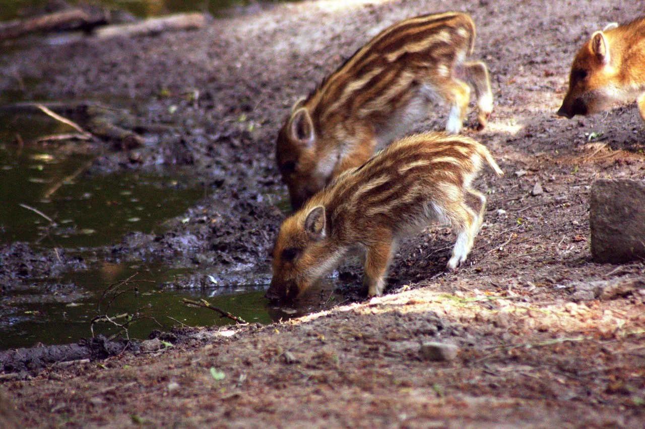 RAW_04_05052018 218.webp