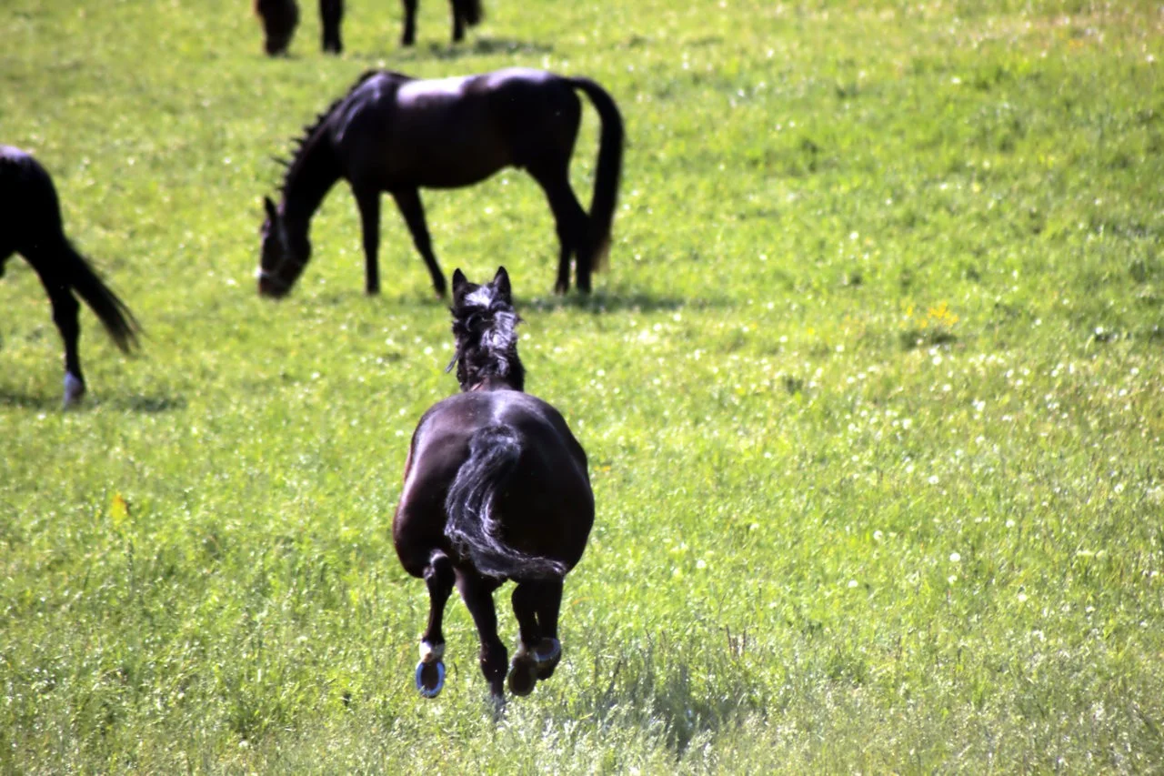 RAW_04_05052018 267.webp