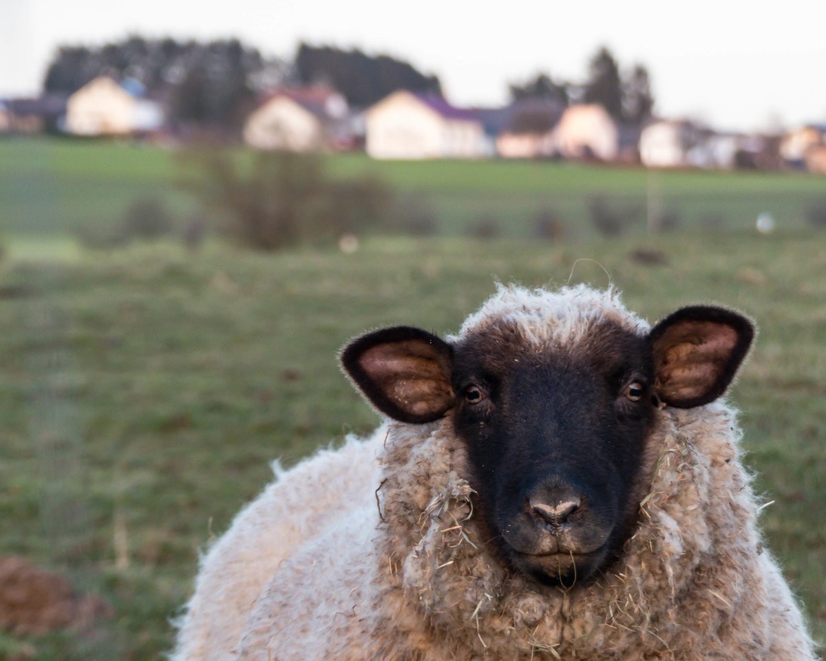 rawsheep.jpg