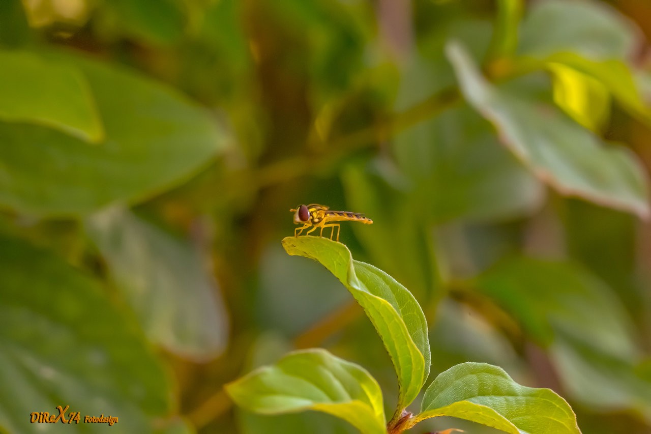 resting_02072019.jpg