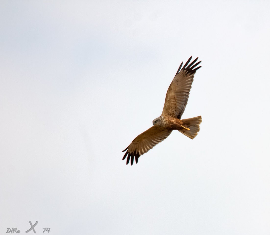 rohrweihe_11122019-2.jpg