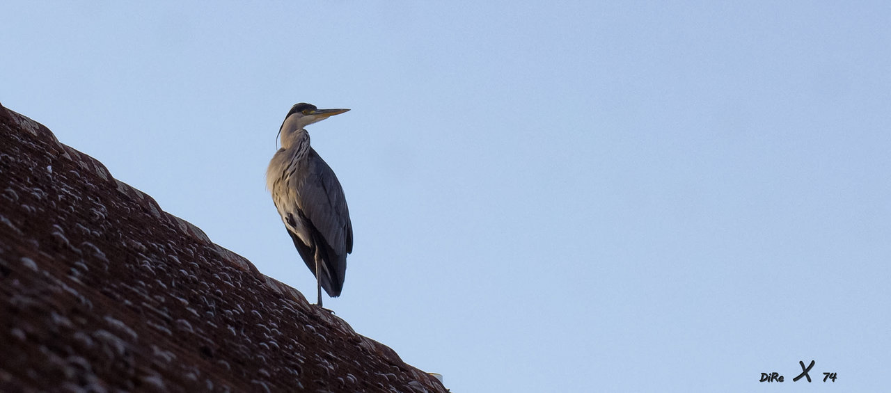 Roofreiher_12072020.jpg