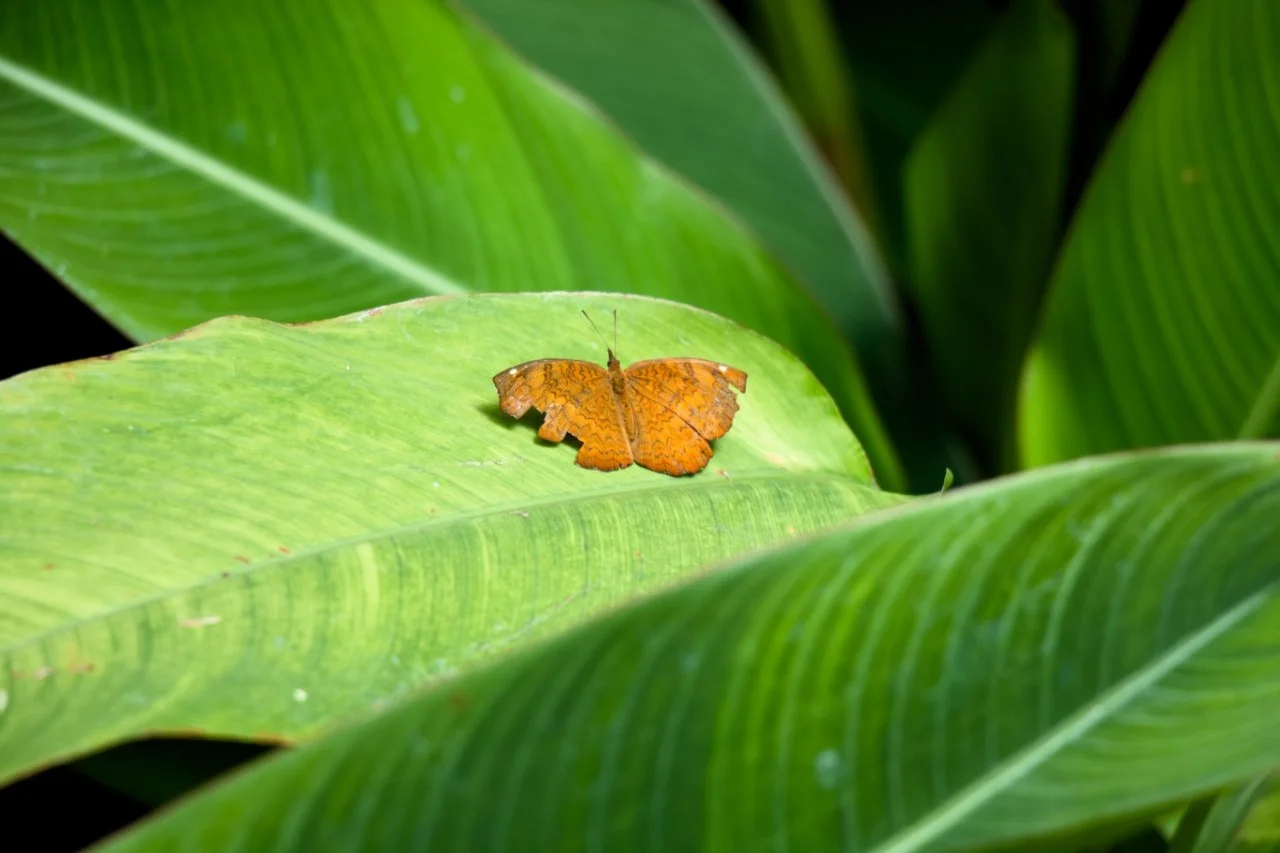 Safari (25 von 55).webp