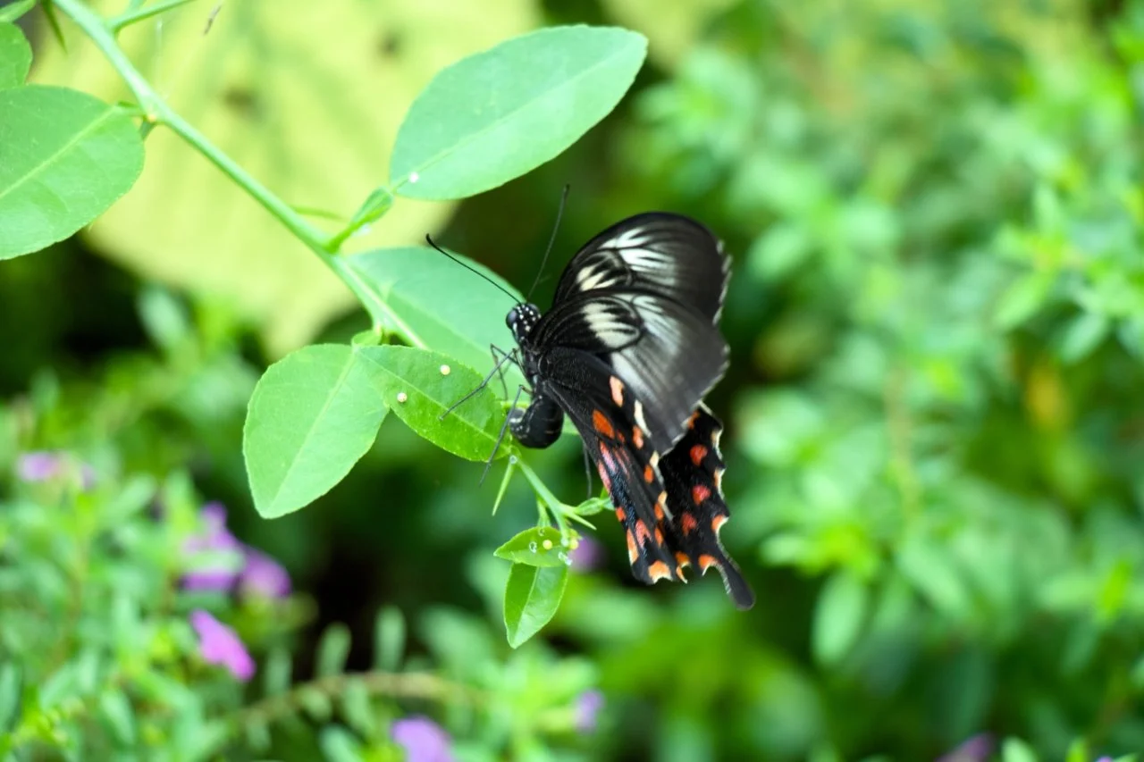 Safari (26 von 55).webp