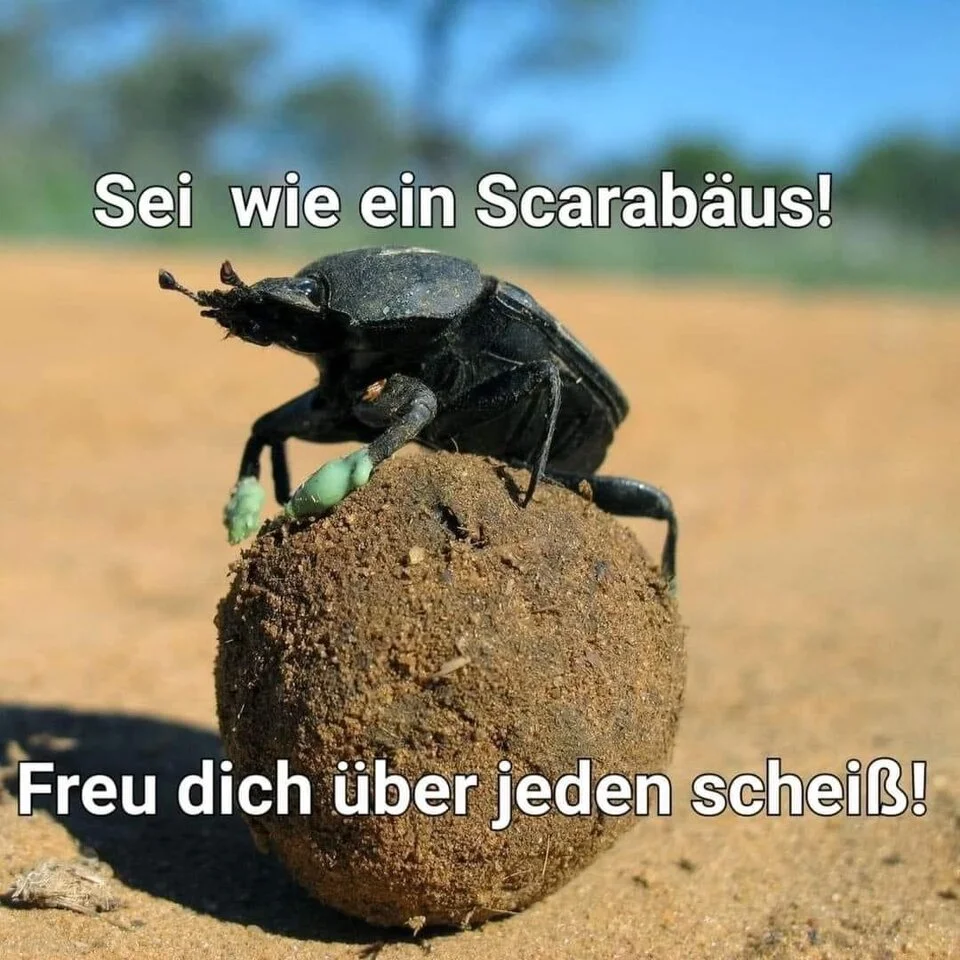 Scarabäus.webp