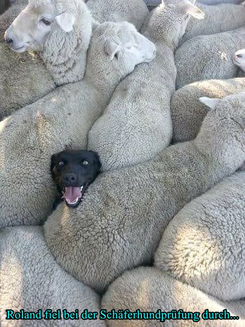 Schaeferhundpruefung.jpg