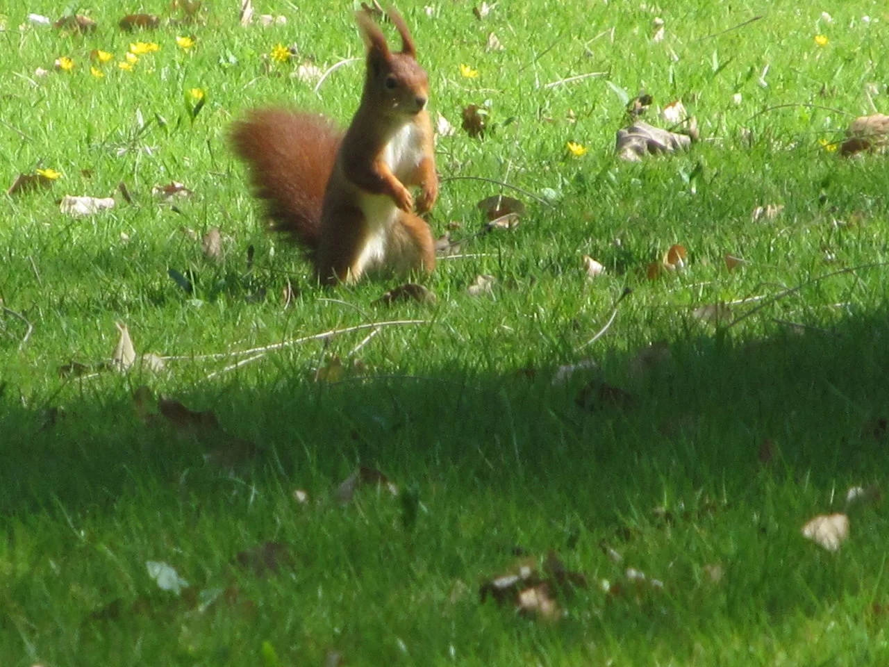 SchlossSchwetz_07042018 139.webp