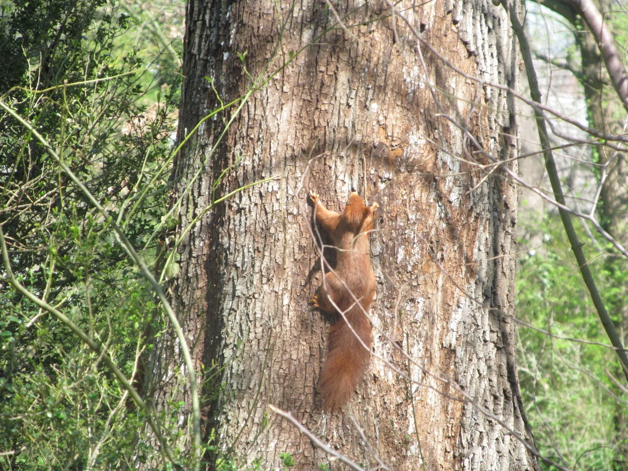 SchlossSchwetz_07042018 169.webp