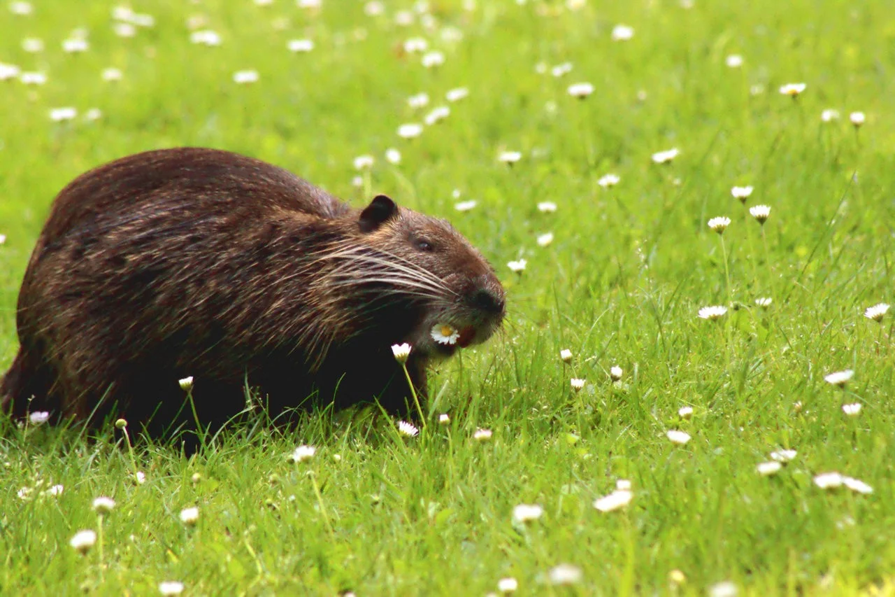 SchlSchw_12052018 297.webp