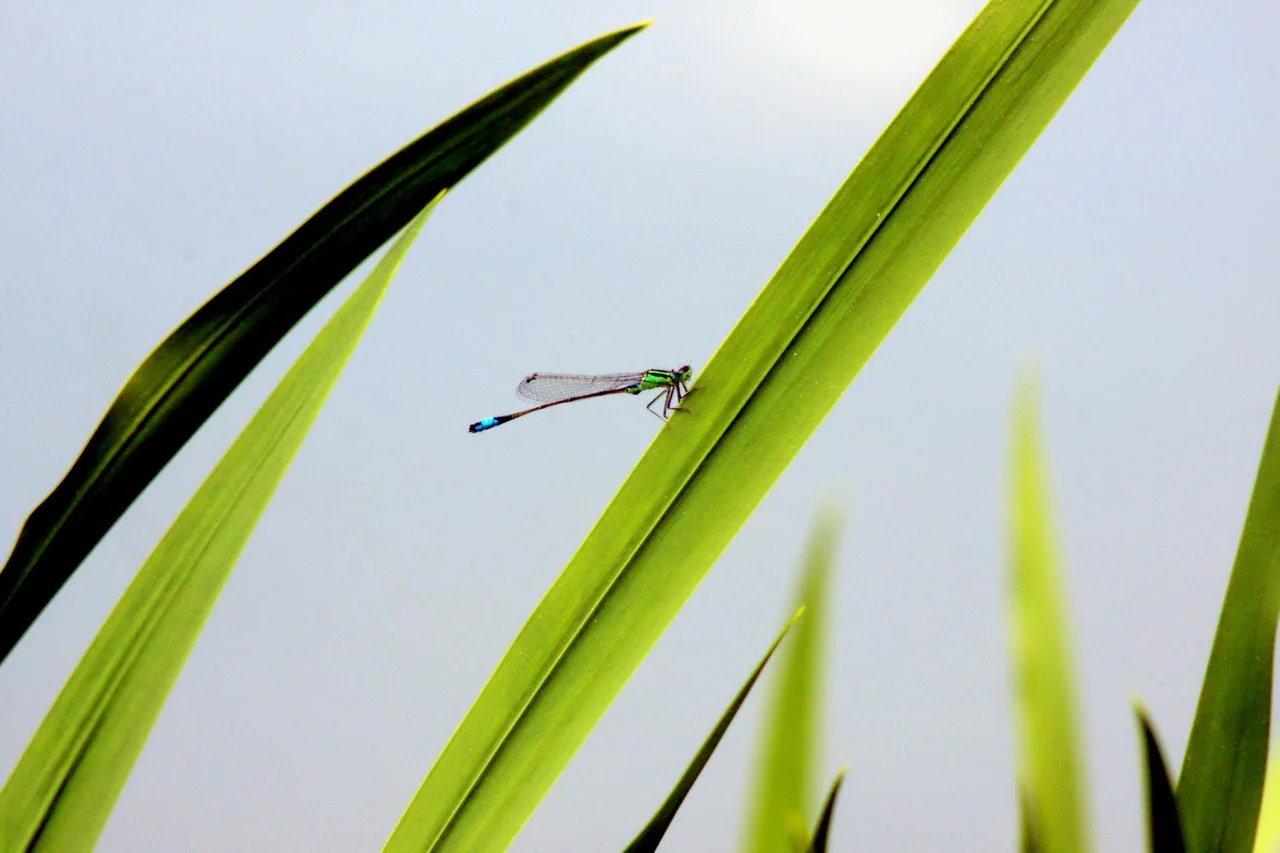 SchlSchw_12052018 482.webp