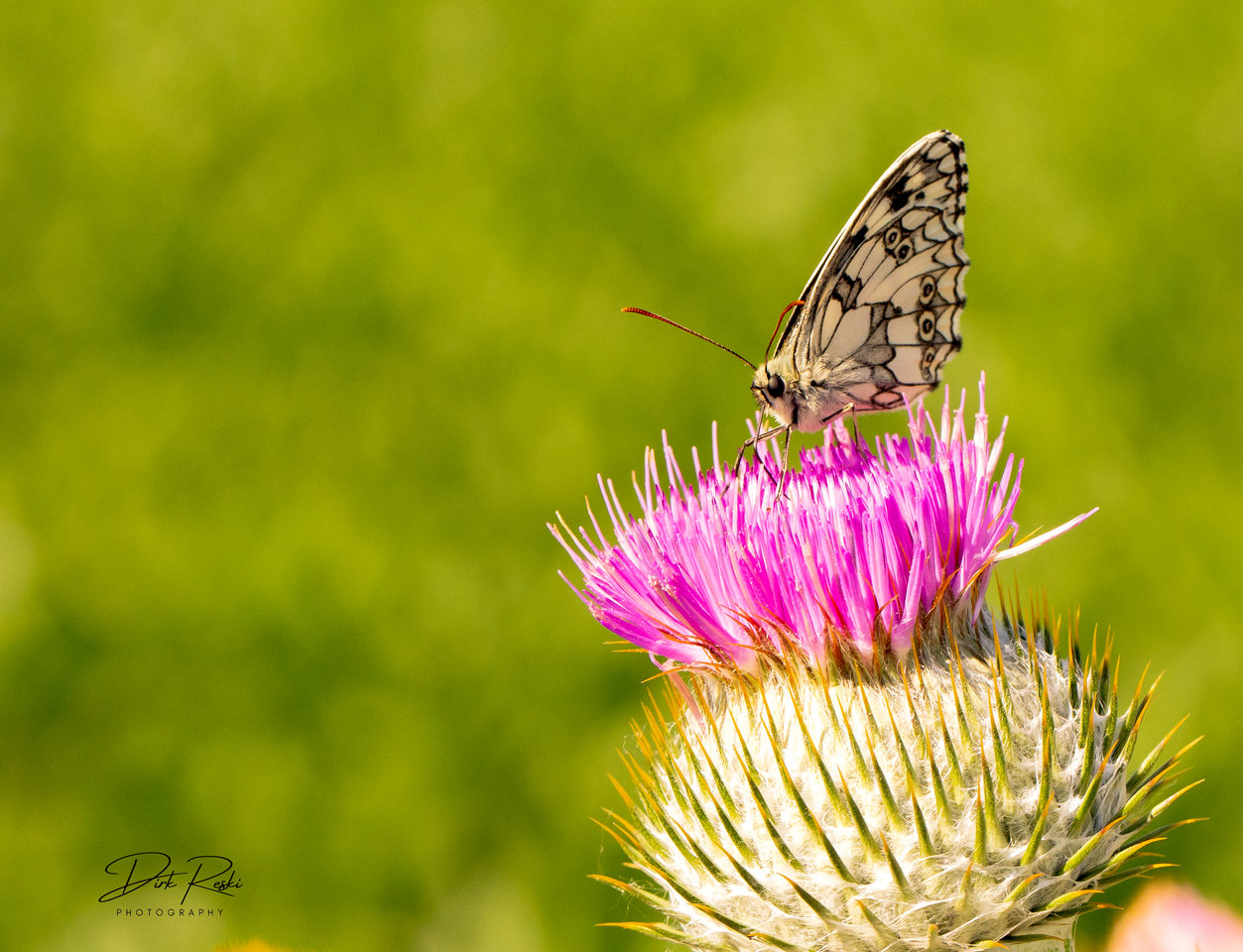 schmetterling_120622.jpg