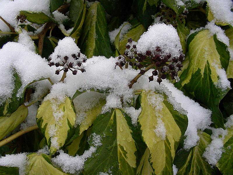 Schnee.jpg
