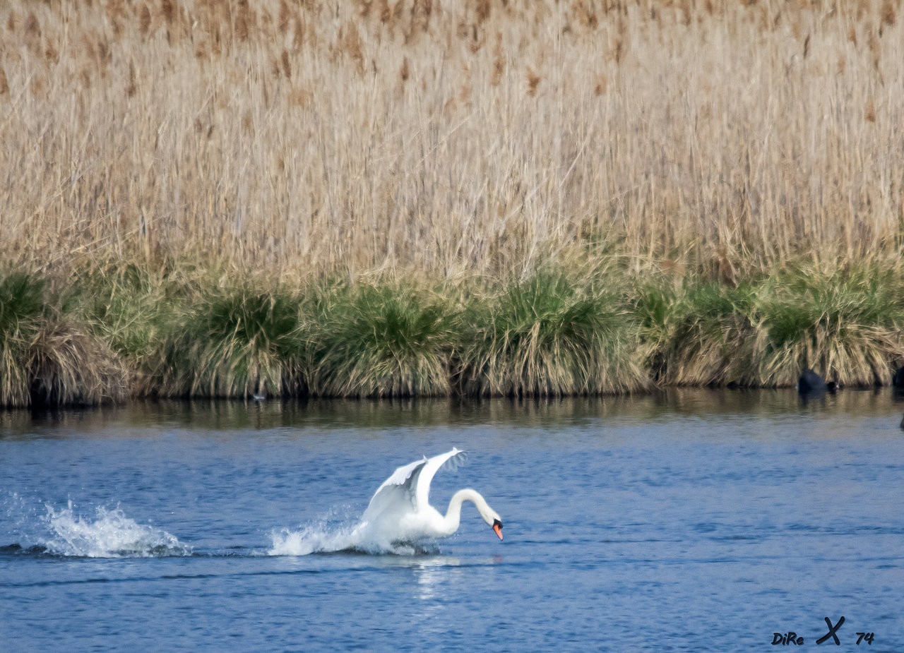 schwan_04012020-2.jpg