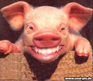 schwein.jpg