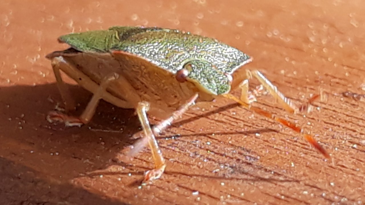 Screenshot_20191012-144927_Gallery.jpg