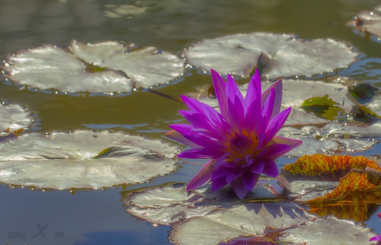 seerose_14122019-2.jpg