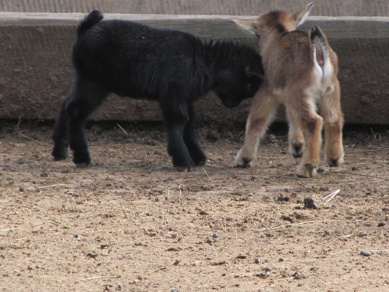 silz_wild_wanderpark 116.webp