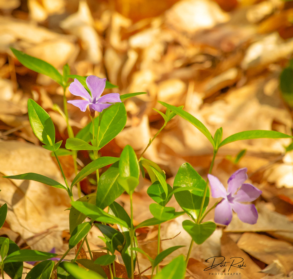 smallflower_05062022.jpg