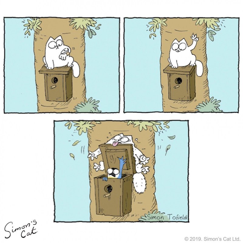 smart bird.jpg