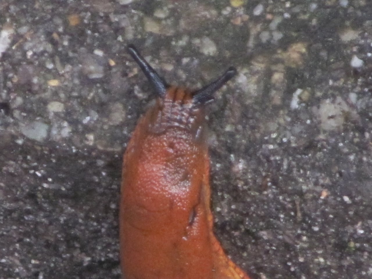 Sonstige_02102016 001.JPG