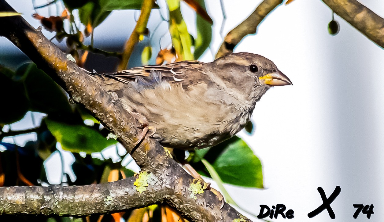 Spatz_18082019-2.jpg