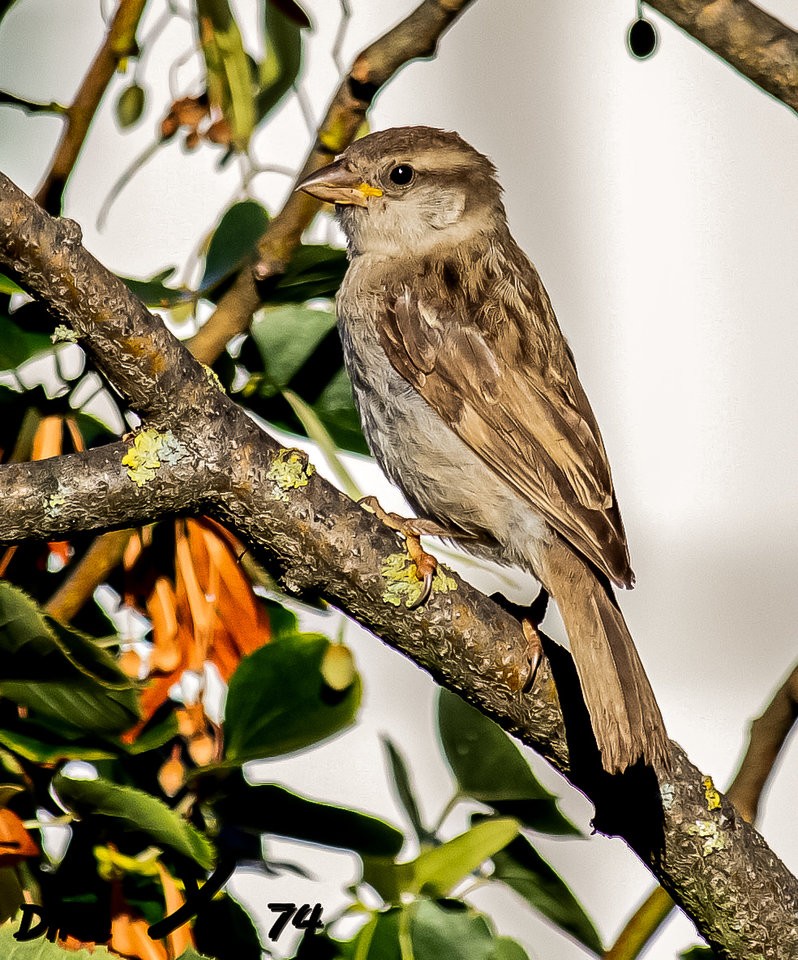 Spatz_18082019.jpg