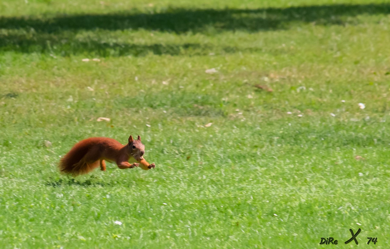 speedy_03012020-2.jpg