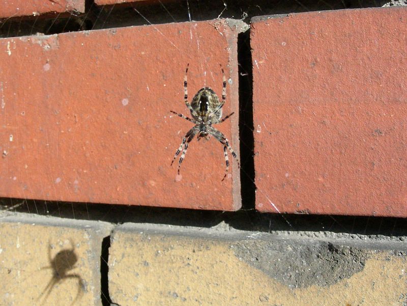 Spider.jpg