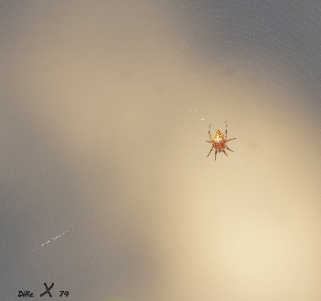 spider_12072020.jpg