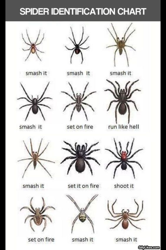 spiders.jpg