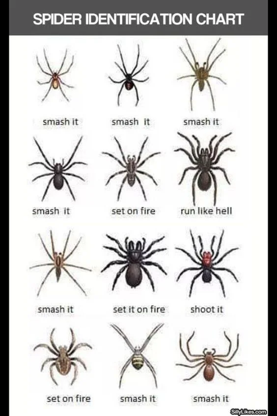 spiders.webp