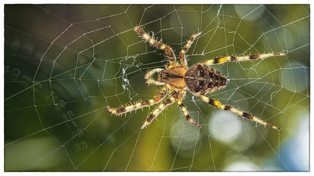 spinne.JPG