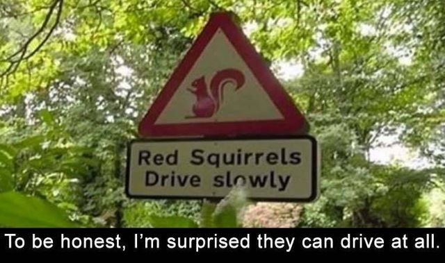 sqirrels.jpg