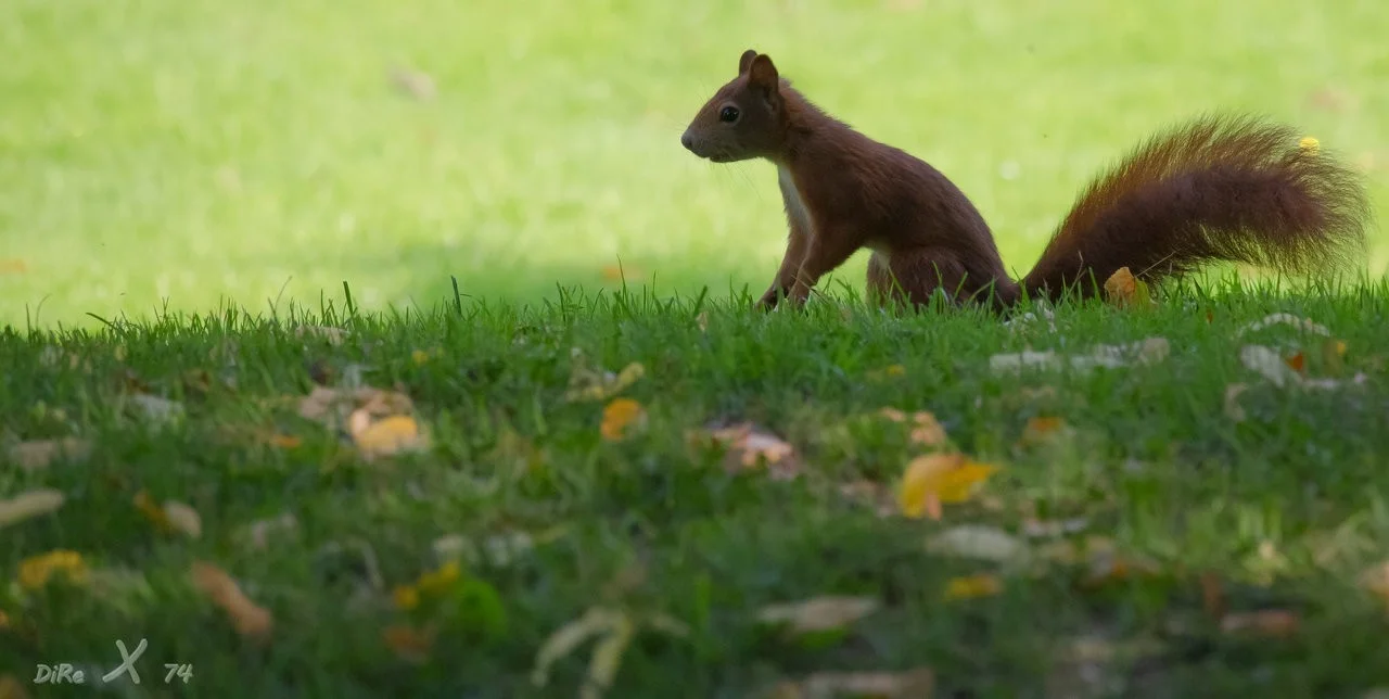 squirrel_28112019.webp