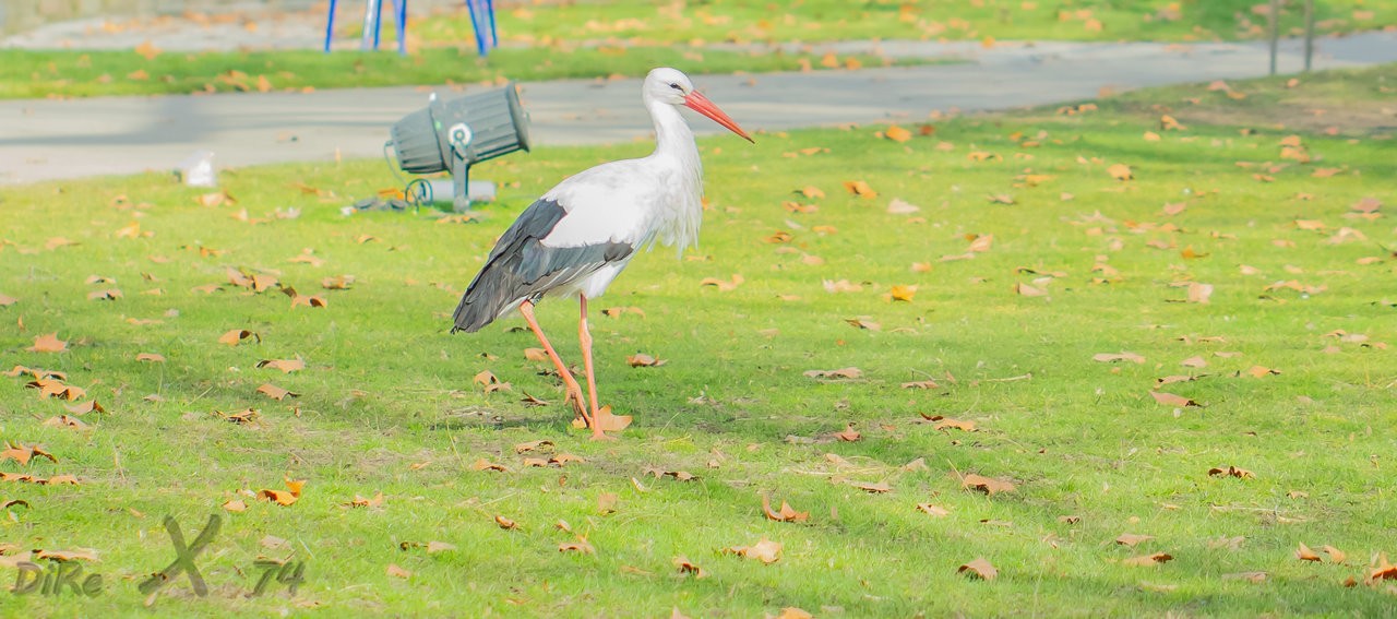 storch_11122019-2.jpg
