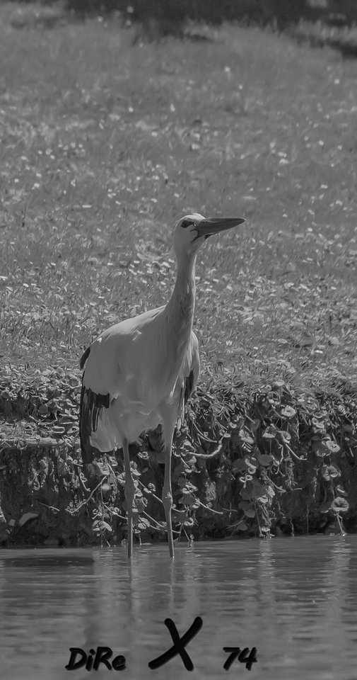 Storch_17082019-3.jpg