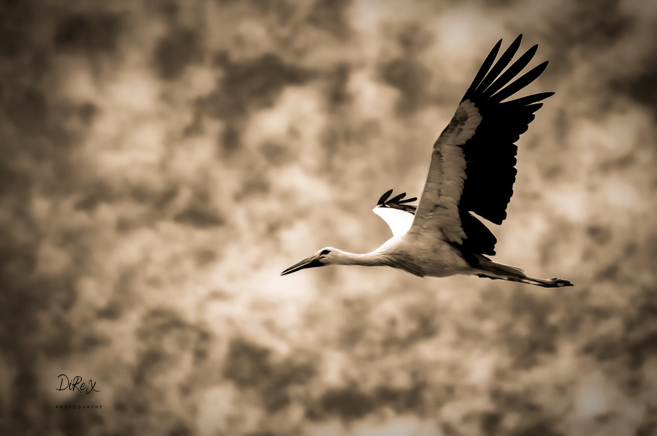 storch_190522.jpg