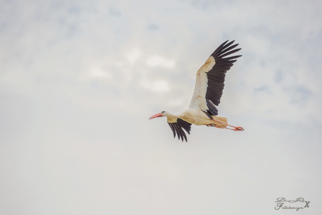 Storch_27072019.jpg