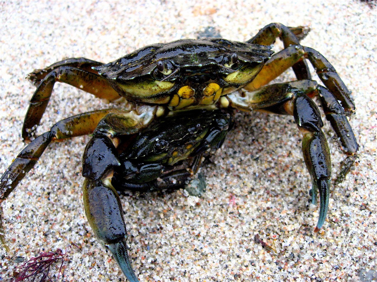Strandkrabbe.jpg