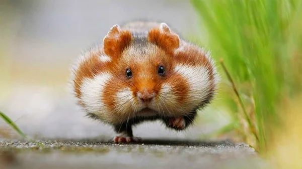 süße-Tierbilder-welpenhund-meerschweinchen.webp