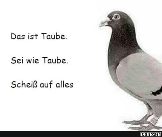 taube.png.jpg