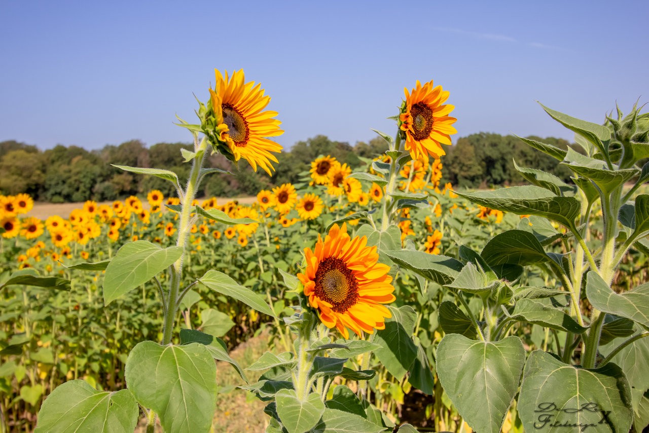 three of a kind_04082019.jpg