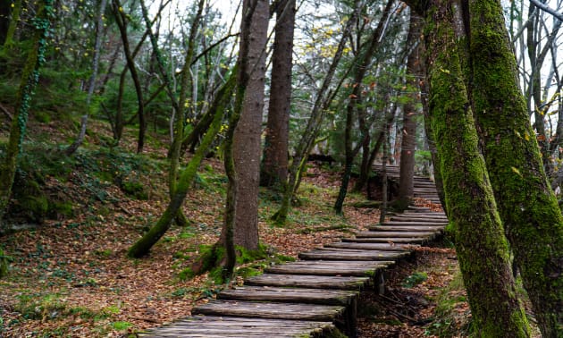 trail.jpg