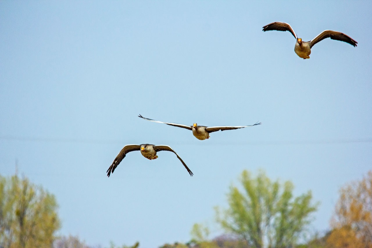 Trio geese.jpg