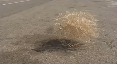Tumbleweed_b.gif