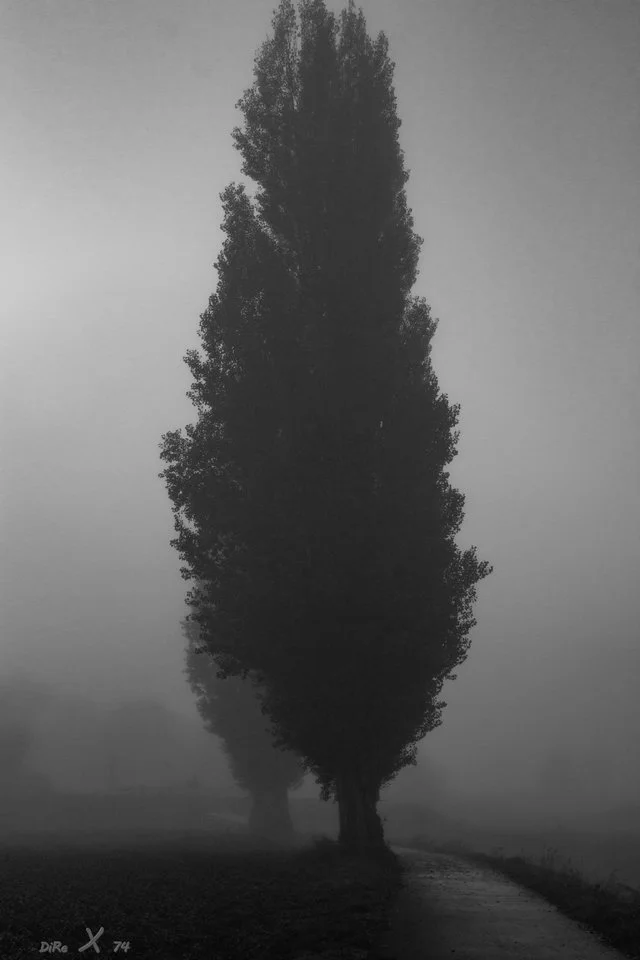 twins trees_13112019.webp